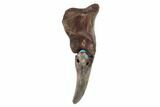 Rare, Alvarezsaurid (Albertonykus?) Finger Bone & Claw - Montana #97974-2